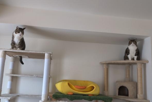 娘ちゃんの相手を頑張る猫