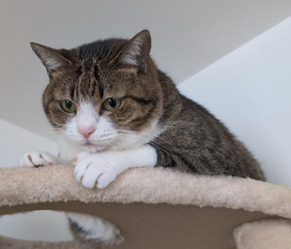 娘ちゃんの相手を頑張る猫