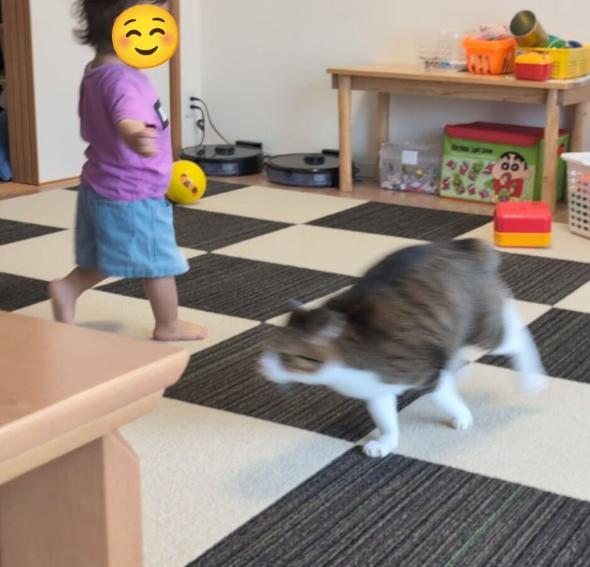 娘ちゃんの相手を頑張る猫