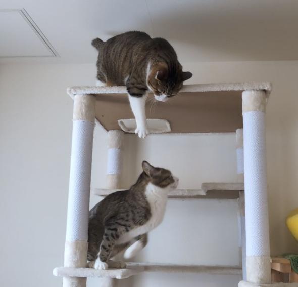 娘ちゃんの相手を頑張る猫