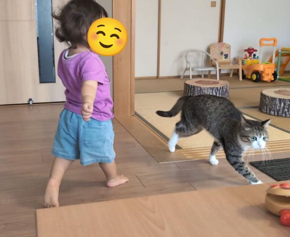 娘ちゃんの相手を頑張る猫