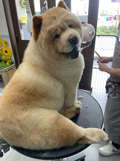 チャウチャウが見せたセクシーポーズ