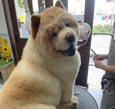 チャウチャウが見せたセクシーポーズ