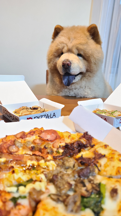 チャウチャウとワンコ用ビザ