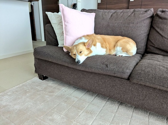 ソファで寝ているコーギーの姿