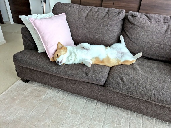 ソファであお向けになって寝ているコーギー