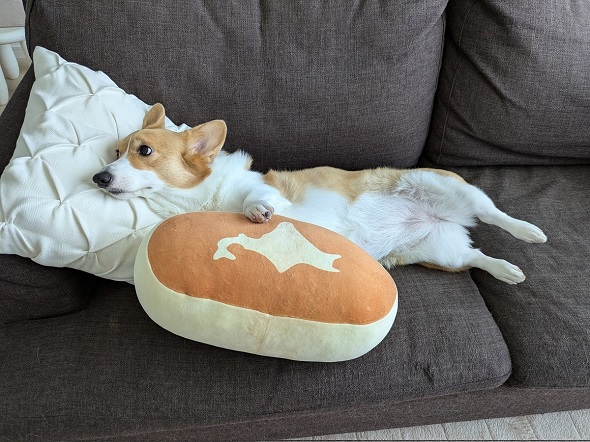 お気に入りのクッションを抱えているコーギー