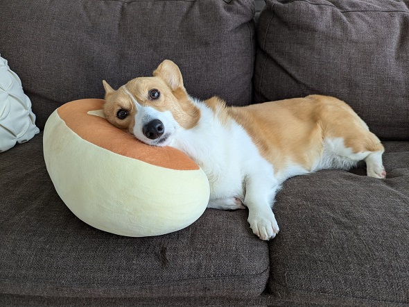 お気に入りのクッションに頭をあずけているコーギー