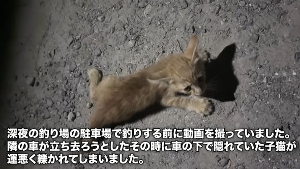 釣り場で車にひかれた子猫を保護