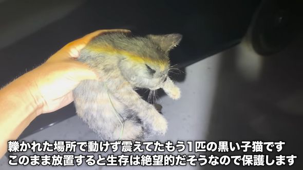 釣り場で発見した衰弱している子猫を保護