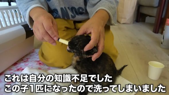 猫を保護したら低体温症に注意するようレクチャーされる投稿者
