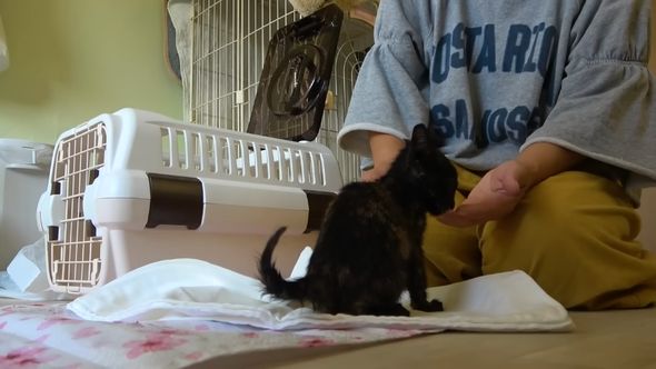 保護したサビ猫は飼い猫だった可能性が高い