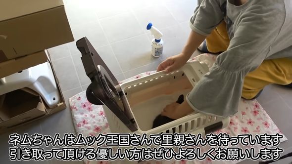 ムック王国では保護したサビ猫の里親を待っている