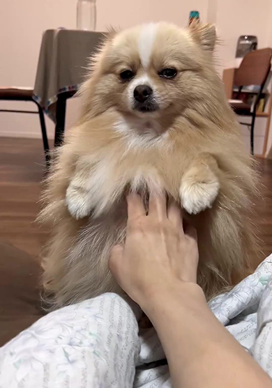 おなかを差し出しつつ飼い主さんに視線を送るポメラニアン