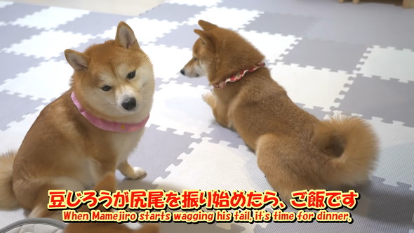 ごはんを待っている柴ワンコ