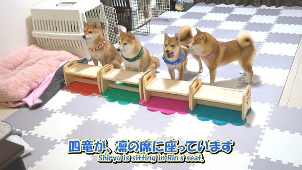 ごはんを待っている柴ワンコ