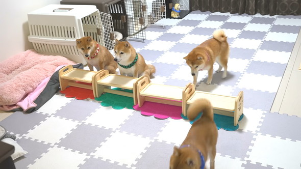 ごはんを待っている柴ワンコ