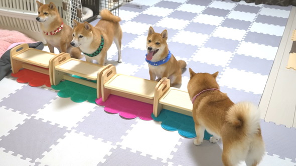 ごはんを待っている柴ワンコ