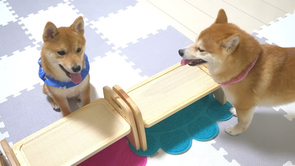 ごはんを待っている柴ワンコ