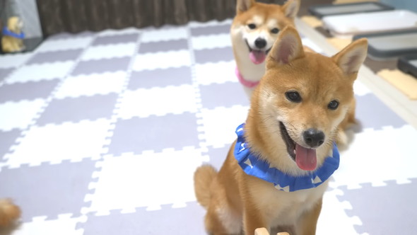 ごはんを待っている柴ワンコ