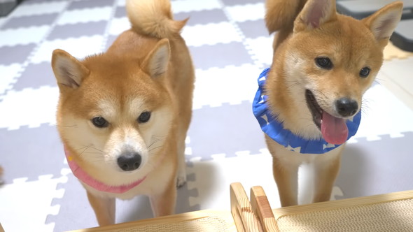 ごはんを待っている柴ワンコ