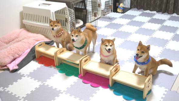 ごはんを待っている柴ワンコ