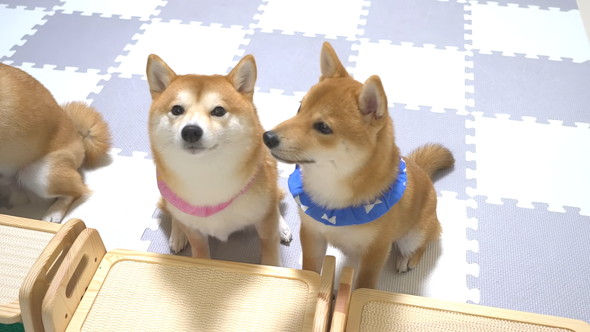 ごはんを待っている柴ワンコ