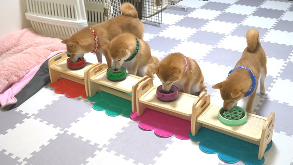 ごはんを待っている柴ワンコ