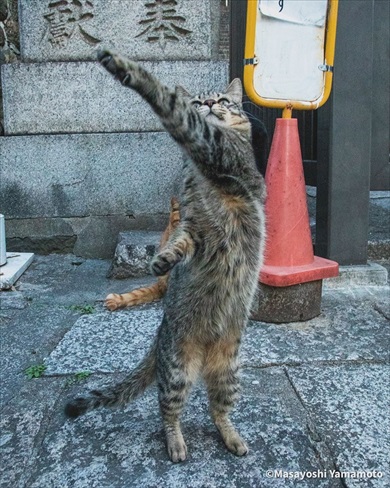 猫とのほほんたいむ