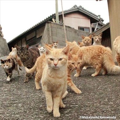 猫とのほほんたいむ