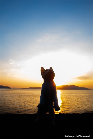 猫とのほほんたいむ