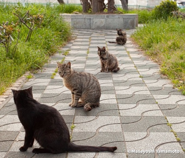 猫とのほほんたいむ