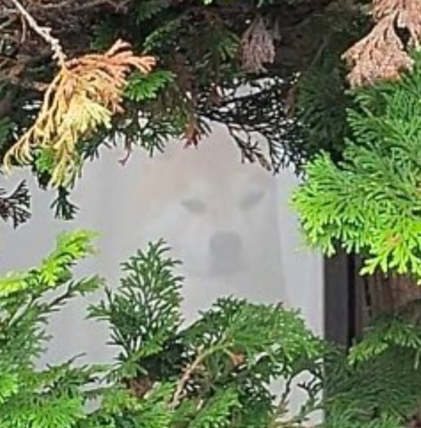 網戸越しに見えるワンコ