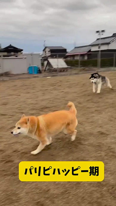 おすすめ
