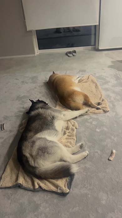 眠る柴犬とシベリアンハスキー