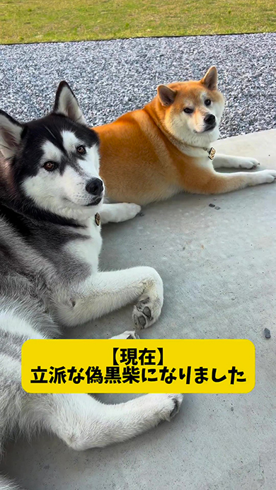 立派な偽黒柴