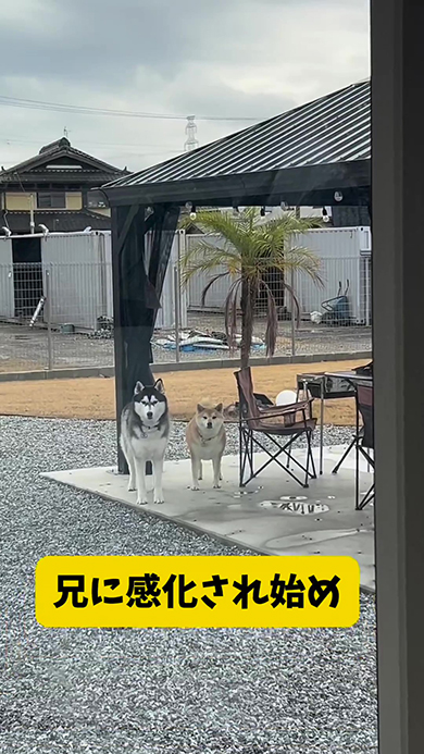 兄に感化されはじめ