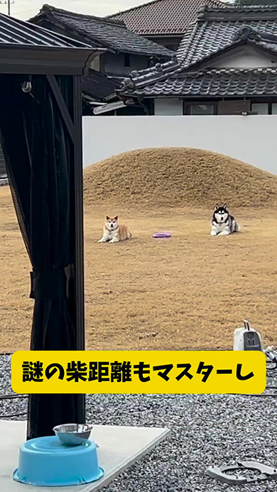 柴距離