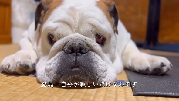 リラックスしているブルドッグのワンコ