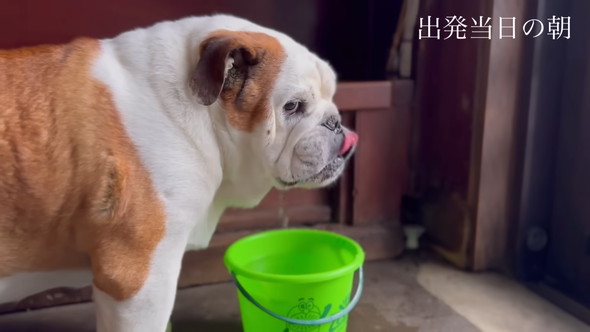 水を飲むブルドッグのワンコ
