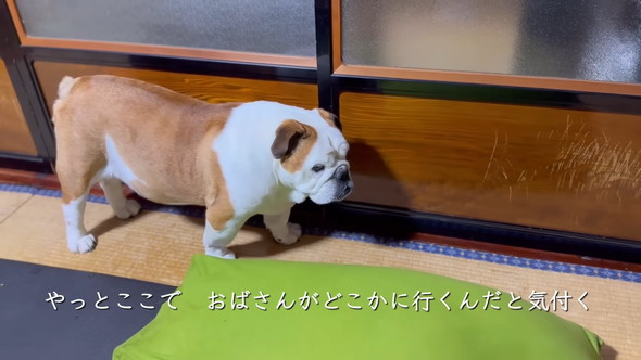 立っているブルドッグのワンコ