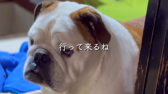 ブルドッグのワンコのアップ