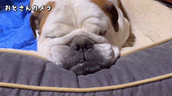 寝ているブルドッグのワンコ