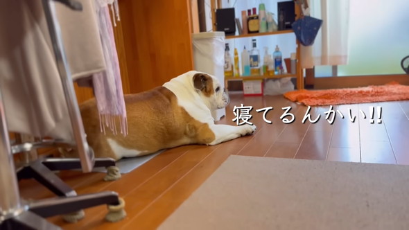 寝ているブルドッグのワンコ