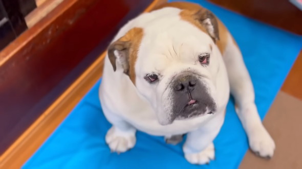 見上げるブルドッグのワンコ