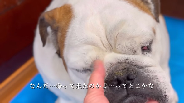 なでられるブルドッグのワンコ