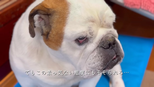 リラックスしているブルドッグのワンコ