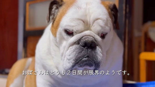 リラックスしているブルドッグのワンコ