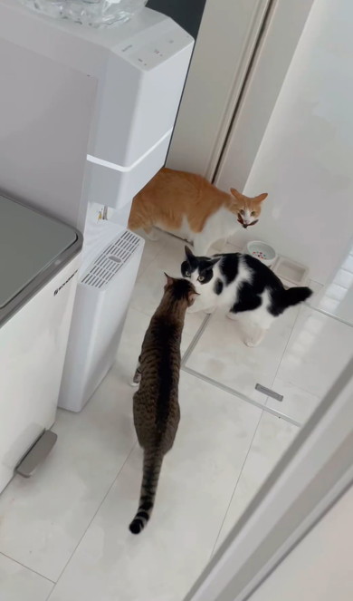 セミをくわえる猫