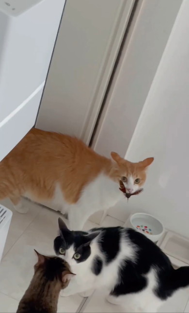 セミをくわえる猫